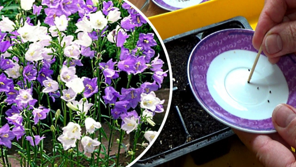 Колокольчик (фото): виды, посадка, уход и размножение растения Колокольчик (фото): виды, посадка, уход и размножение растения