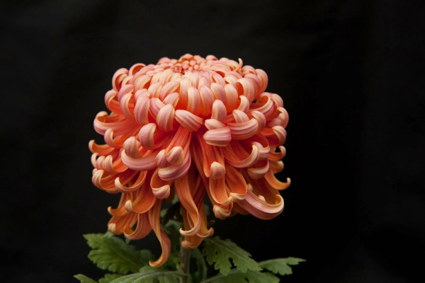 Хризантемы: как высаживать эти цветы, выращивать их и ухаживать за ними Хризантемы: как высаживать эти цветы, выращивать их и ухаживать за ними