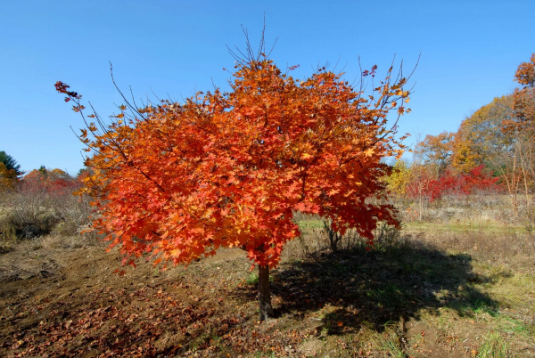 Клен (фото): виды, сорта, особенности, уход и размножение Клен (фото): виды, сорта, особенности, уход и размножение