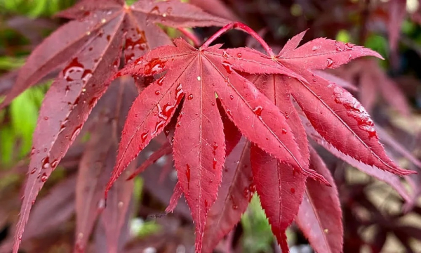 Клен (фото): виды, сорта, особенности, уход и размножение Клен (фото): виды, сорта, особенности, уход и размножение
