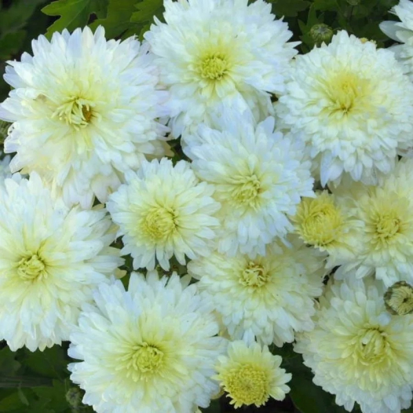 Хризантемы: как высаживать эти цветы, выращивать их и ухаживать за ними Хризантемы: как высаживать эти цветы, выращивать их и ухаживать за ними