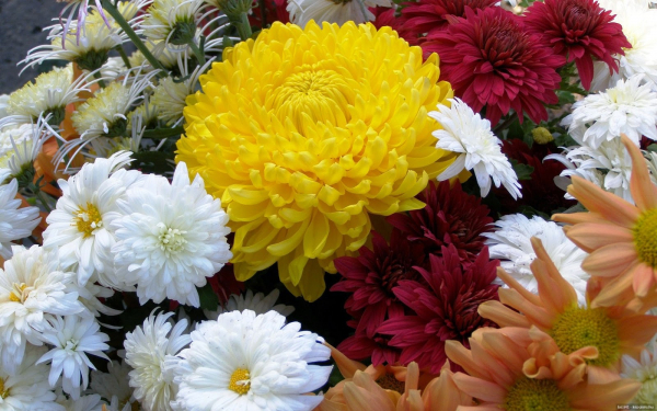 Хризантемы: как высаживать эти цветы, выращивать их и ухаживать за ними Хризантемы: как высаживать эти цветы, выращивать их и ухаживать за ними