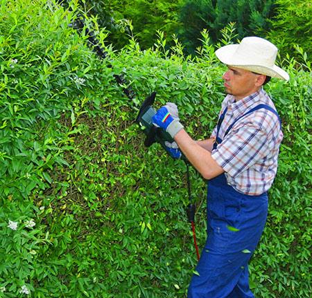 Какие кусты лучше посадить вдоль забора Какие кусты лучше посадить вдоль забора
