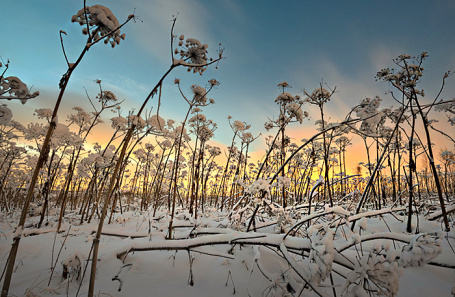 Житель ярославской области не уследил за борщевиком и лишился участка Житель ярославской области не уследил за борщевиком и лишился участка