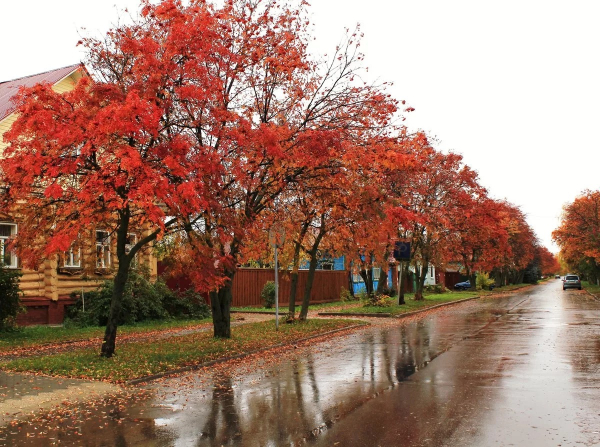 Клен (фото): виды, сорта, особенности, уход и размножение Клен (фото): виды, сорта, особенности, уход и размножение