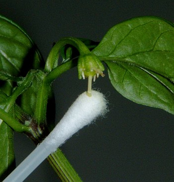 Сладкий перец круглый год: выращивание на подоконнике Сладкий перец круглый год: выращивание на подоконнике