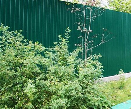 Какие кусты лучше посадить вдоль забора Какие кусты лучше посадить вдоль забора