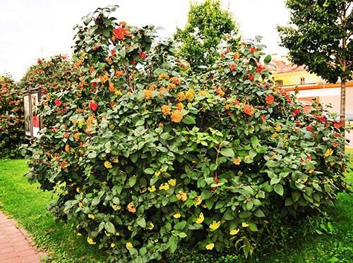 Какие кусты лучше посадить вдоль забора Какие кусты лучше посадить вдоль забора