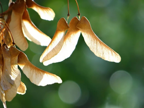 Клен (фото): виды, сорта, особенности, уход и размножение Клен (фото): виды, сорта, особенности, уход и размножение