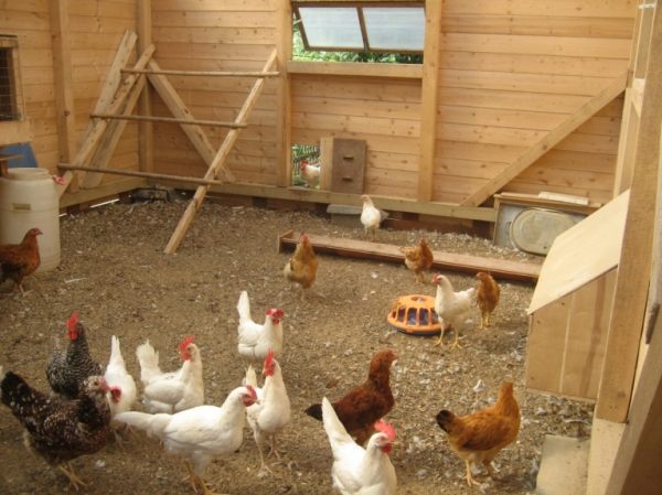 Курятник своими руками: предварительная подготовка и пошаговая инструкция изготовления Курятник своими руками: предварительная подготовка и пошаговая инструкция изготовления