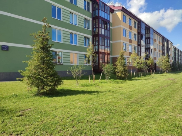 В пушкинском районе будет ещё больше хвойных деревьев