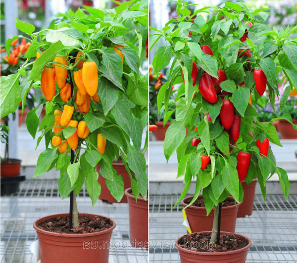 Сладкий перец круглый год: выращивание на подоконнике Сладкий перец круглый год: выращивание на подоконнике