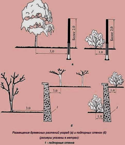 Какие кусты лучше посадить вдоль забора Какие кусты лучше посадить вдоль забора