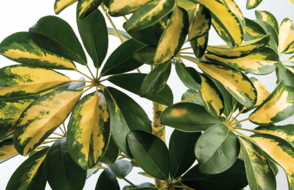 Когда цвет решает: Когда цвет решает: