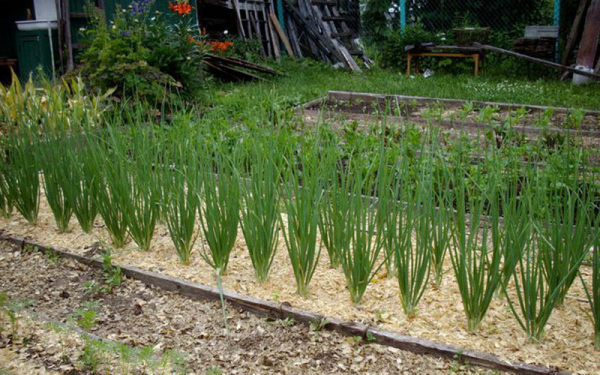 Применение опилок в саду и огороде, удобрение и декор Применение опилок в саду и огороде, удобрение и декор