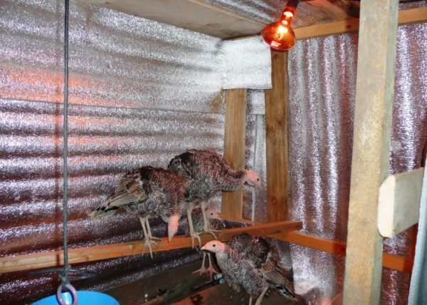 Курятник своими руками: предварительная подготовка и пошаговая инструкция изготовления Курятник своими руками: предварительная подготовка и пошаговая инструкция изготовления