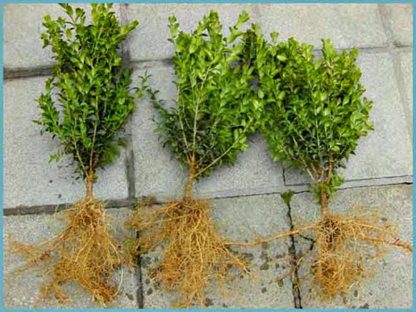 Самшит – зеленое украшение сада с доледникового периода Самшит – зеленое украшение сада с доледникового периода