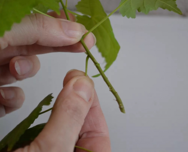 Клен (фото): виды, сорта, особенности, уход и размножение Клен (фото): виды, сорта, особенности, уход и размножение