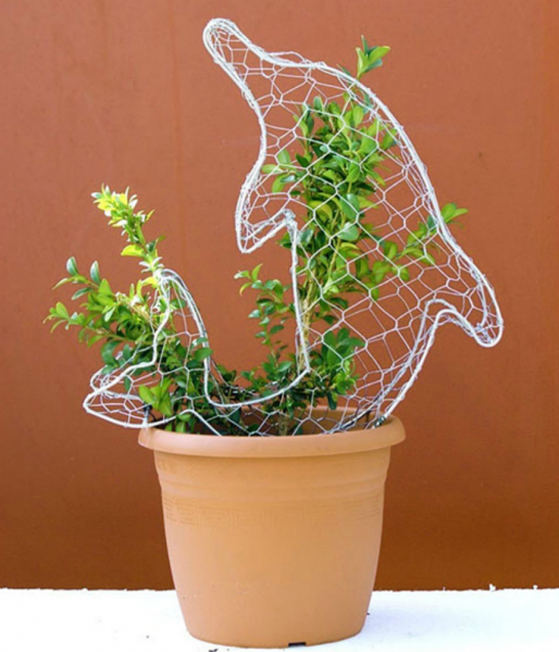 Самшит – зеленое украшение сада с доледникового периода Самшит – зеленое украшение сада с доледникового периода