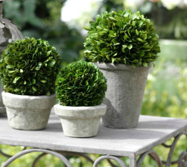 Самшит – зеленое украшение сада с доледникового периода Самшит – зеленое украшение сада с доледникового периода