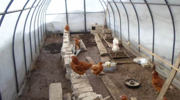 Курятник своими руками: предварительная подготовка и пошаговая инструкция изготовления Курятник своими руками: предварительная подготовка и пошаговая инструкция изготовления