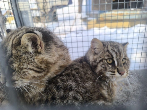 А не надо было кур воровать. В приморском крае отловили двух лесных котят, а тигра отпустили А не надо было кур воровать. В приморском крае отловили двух лесных котят, а тигра отпустили