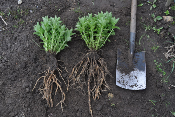 Колокольчик (фото): виды, посадка, уход и размножение растения Колокольчик (фото): виды, посадка, уход и размножение растения