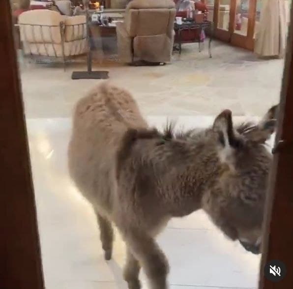 Дом арнольда шварценеггера: где живет железный арни? Дом арнольда шварценеггера: где живет железный арни?