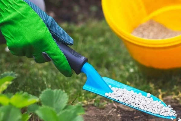 Хризантемы: как высаживать эти цветы, выращивать их и ухаживать за ними Хризантемы: как высаживать эти цветы, выращивать их и ухаживать за ними