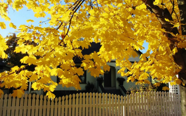 Клен (фото): виды, сорта, особенности, уход и размножение Клен (фото): виды, сорта, особенности, уход и размножение