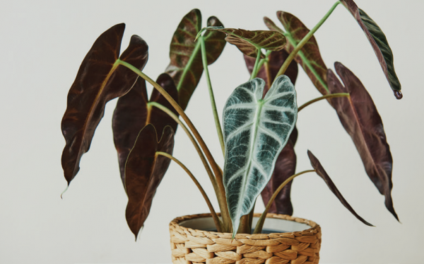 Когда цвет решает: Когда цвет решает: