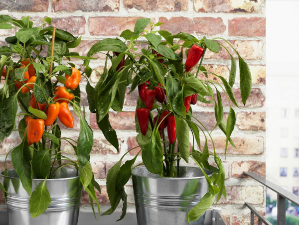 Сладкий перец круглый год: выращивание на подоконнике Сладкий перец круглый год: выращивание на подоконнике