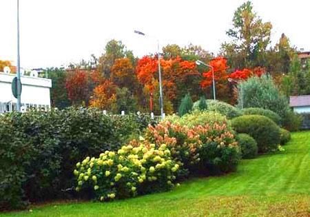 Какие кусты лучше посадить вдоль забора Какие кусты лучше посадить вдоль забора