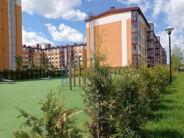 В пушкинском районе будет ещё больше хвойных деревьев