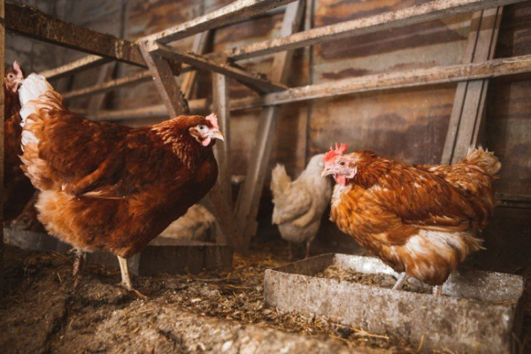 Курятник своими руками: предварительная подготовка и пошаговая инструкция изготовления Курятник своими руками: предварительная подготовка и пошаговая инструкция изготовления