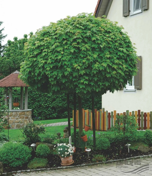 Клен (фото): виды, сорта, особенности, уход и размножение Клен (фото): виды, сорта, особенности, уход и размножение