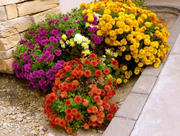 Хризантемы: как высаживать эти цветы, выращивать их и ухаживать за ними Хризантемы: как высаживать эти цветы, выращивать их и ухаживать за ними