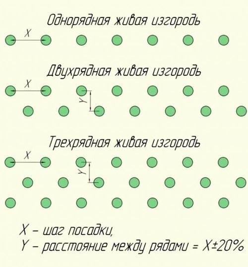 Зеленая изгородь на садовом участке Зеленая изгородь на садовом участке