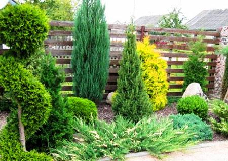 Какие кусты лучше посадить вдоль забора Какие кусты лучше посадить вдоль забора