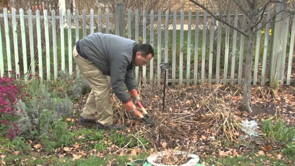 Хризантемы: как высаживать эти цветы, выращивать их и ухаживать за ними Хризантемы: как высаживать эти цветы, выращивать их и ухаживать за ними