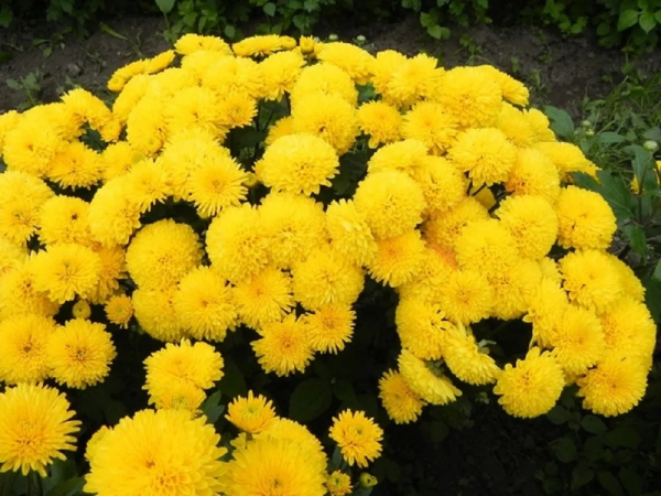 Хризантемы: как высаживать эти цветы, выращивать их и ухаживать за ними Хризантемы: как высаживать эти цветы, выращивать их и ухаживать за ними