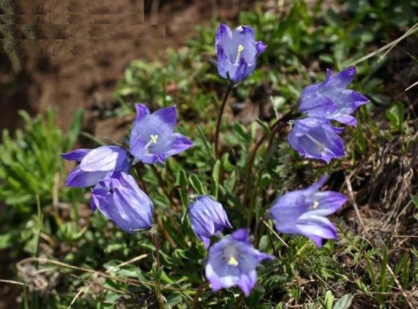 Колокольчик (фото): виды, посадка, уход и размножение растения Колокольчик (фото): виды, посадка, уход и размножение растения