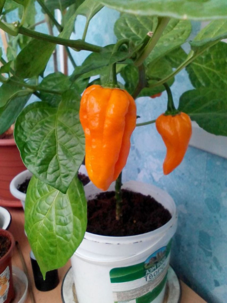 Сладкий перец круглый год: выращивание на подоконнике Сладкий перец круглый год: выращивание на подоконнике