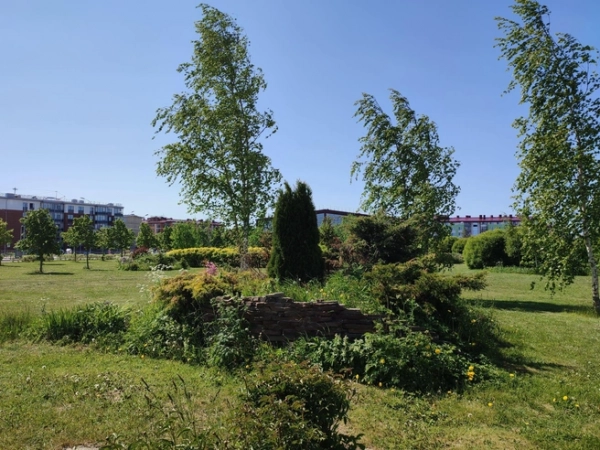 В пушкинском районе будет ещё больше хвойных деревьев