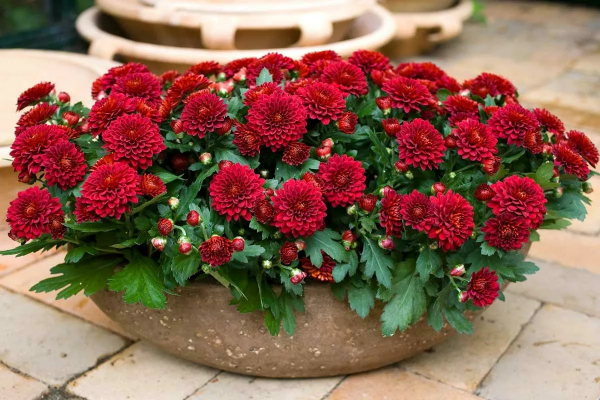 Хризантемы: как высаживать эти цветы, выращивать их и ухаживать за ними Хризантемы: как высаживать эти цветы, выращивать их и ухаживать за ними