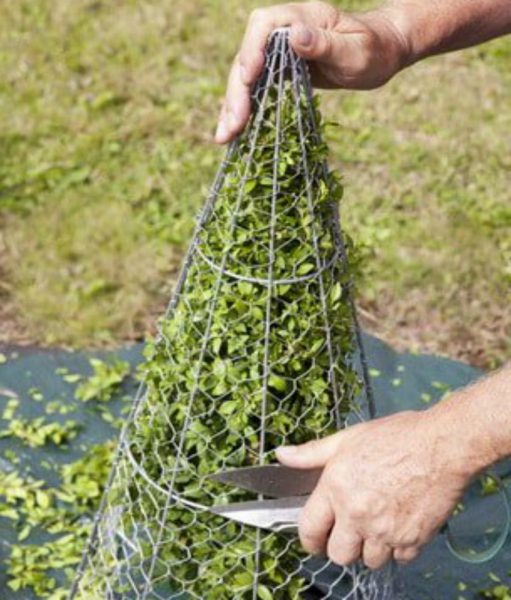 Самшит – зеленое украшение сада с доледникового периода Самшит – зеленое украшение сада с доледникового периода
