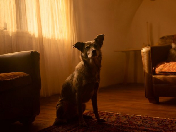 Паспорт для песика: в россии хотят сделать регистрацию животных обязательной Паспорт для песика: в россии хотят сделать регистрацию животных обязательной