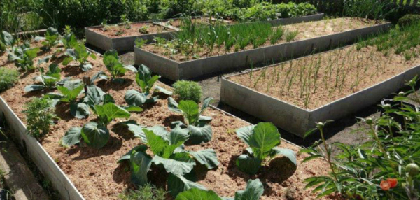 Применение опилок в саду и огороде, удобрение и декор Применение опилок в саду и огороде, удобрение и декор