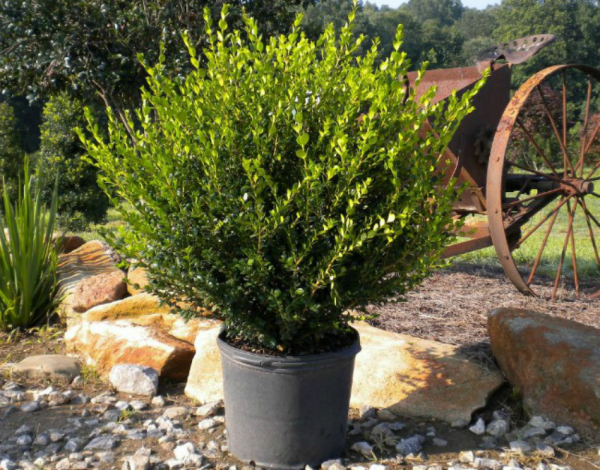 Самшит – зеленое украшение сада с доледникового периода Самшит – зеленое украшение сада с доледникового периода